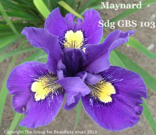Maynard Sdg GBS 103 (4)